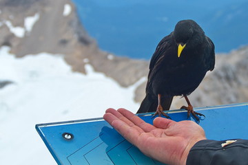 Crow feeding in the mountains