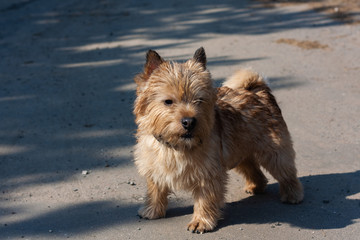 Portrait of a dog. Standing in front of the camera and looking forward.