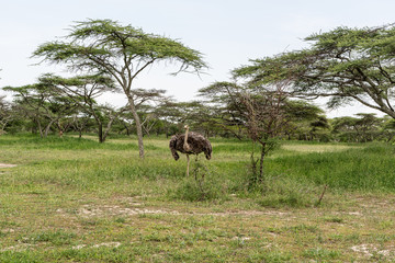 Ethiopian Ostrich
