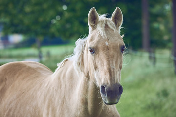 Obraz premium Piękna głowa konia zbliżenie zdjęcie