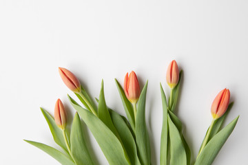 Bunch of fresh red tulips flat lay on white background with copy pace. Seasonal, easter, spring flowers background. 