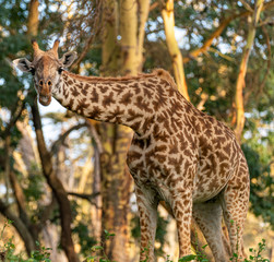 Wild Giraffe in Kenya