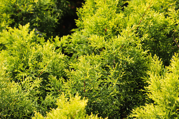 Close Up Of Newly Growing Conifer Cedar Thuja Christmas Fur Tree With Green Leaf In Spring Season For Outdoor Modern Home Gardening