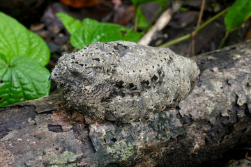 Solomone Islands – Young Nightjar at Tetepare Island in perfect mimicry
