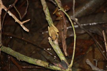 Frog at Sepilok, Borneo, Malaysia