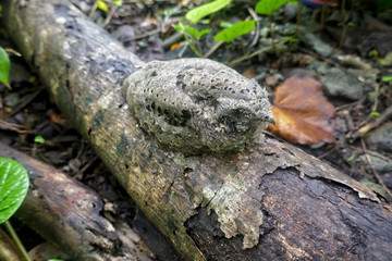 Solomone Islands – Young Nightjar at Tetepare Island in perfect mimicry
