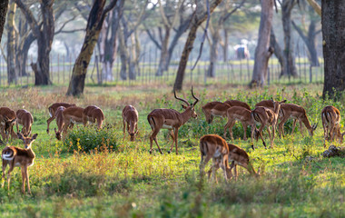 family of impalas