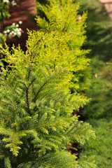 Newly Growing Conifer Cedar Thuja Christmas Fur Tree With Green Leaf In Spring Season For Outdoor Modern Home Gardening