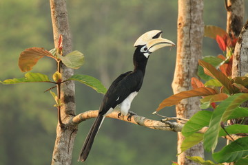 The oriental pied hornbill (Anthracoceros albirostris). Indo-Malayan pied hornbill, Borneo