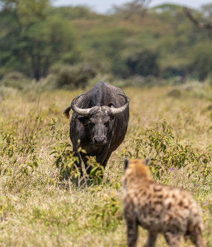 Water Buffalo And Hyena Stand Off