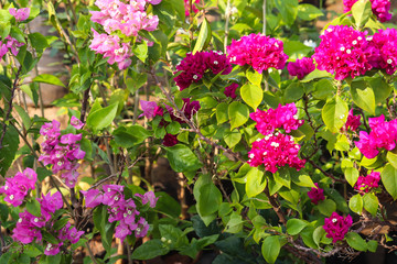 Newly Grown Pink Colored Floral Spiky Leaves In Fresh Plants In Spring Season For Lawn Decoration Or Modern Home Gardening