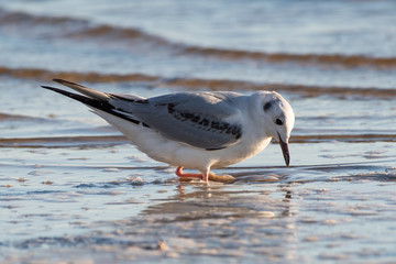 Bonaparte's gull feeding on the beach