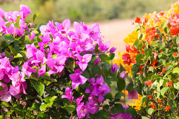 Fototapeta premium Colorful Floral Pink Yellow Orange Show Leaves Of Fresh Green Plants In Spring Season For Outdoor Terrace Garden Or Modern Home Gardening For Wallpaper Or Background