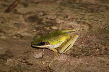 Borneo Frog, Chalcorana raniceps, Sepilok