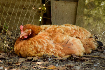 Chicken in the farm garden domestic animals