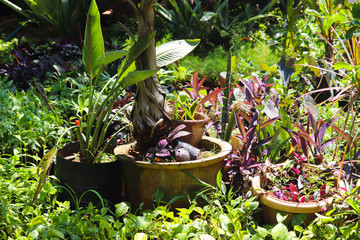 Potted Cultivated Newly Growing Popular Famous Fresh New Plants With Green Leaves In Nursery In Spring Season For Home Gardening