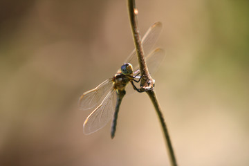 libélula na natureza