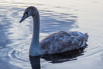 swan on lake