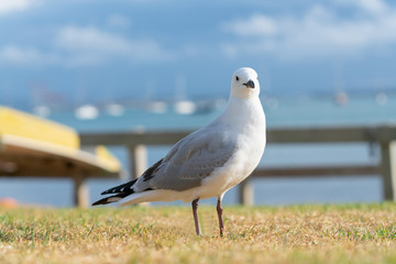 Seagull on beachside grassy edge to Pilot Bay, Tauranga, New Zealand