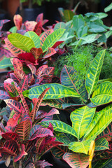 Purple And Green Color Show Leaves In Backyard Or Lawn In Spring Season For Terrace Home Gardening