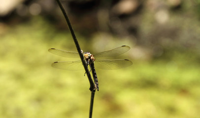 libélula na natureza
