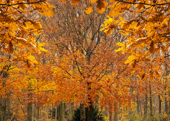 autumn leaves on tree