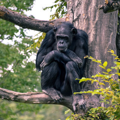 Relaxing chimpanzee