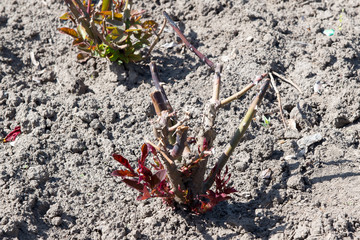 Young rose bush in the spring garden