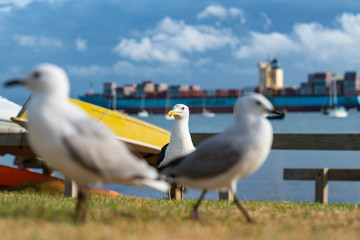 Seagull on beachside grassy edge to Pilot Bay, Tauranga, New Zealand