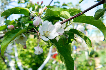 Fototapeta premium Spring fragrant flowering apple trees in the garden.