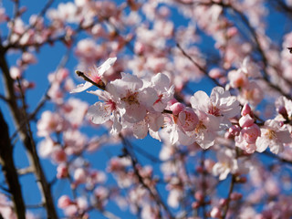 Mandelbaum (Prunus dulcis) und Mandelblüte in Deutschland anfang März 