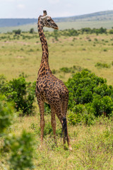Wild Giraffe in Kenya