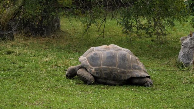 Huge turtle lying on a grass.
