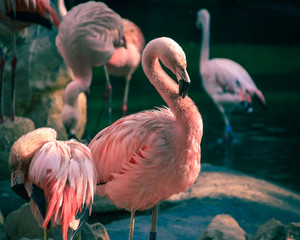 Pink flamingo in zoo