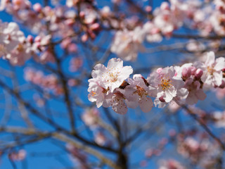 (Prunus dulcis) Mandelbaum. Nahaufnahme auf einer hübschen Mandelblüte