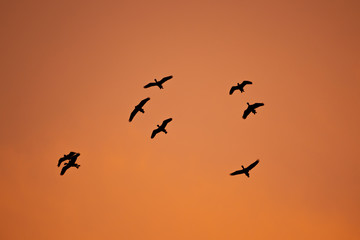 Birds flock flying on sunset silhouette background