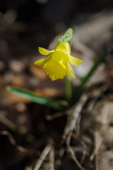 yellow flower, Narcissus pseudonarcissus, on a winter sunny day in the mountains of Palencia, Spain
