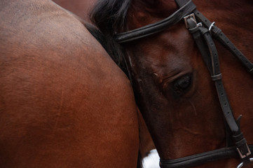 tired horse resting its head on another horse