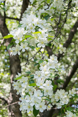 Fototapeta premium Blooming apple tree in spring