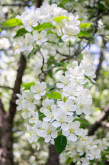 Blooming apple tree in spring