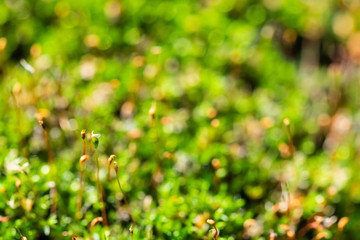 a withered carnivorous  plant once lived here in green macro
