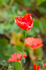 flowering red poppies in a field