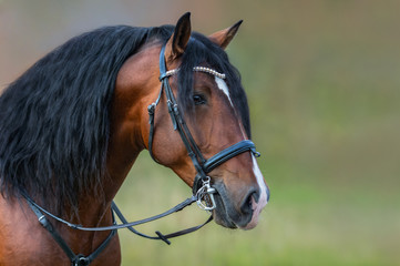 Andalusian bay horse with long mane in bridle.