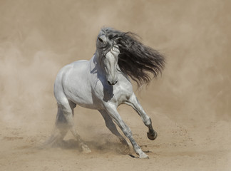 White Purebred Andalusian horse playing on sand.