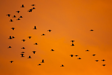 Birds flock flying on sunset silhouette background