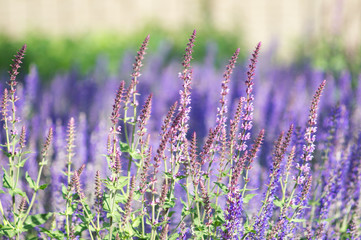 Close-up of lavender bloom in a field