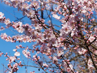 (Prunus dulcis) Mandelbaum Frühlings Blüte mit grün-rötlichen Kelchblätter und weißen bis rosafarbenen Kronblätter