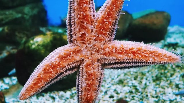 Close-up of a red starfish clinging to the glass wall of an aquarium