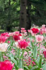 Pink and white tulips in the flowerbed