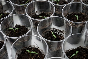 Growing young plants in cups at home in the spring